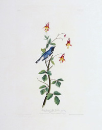 Black-throaated Blue Warbler